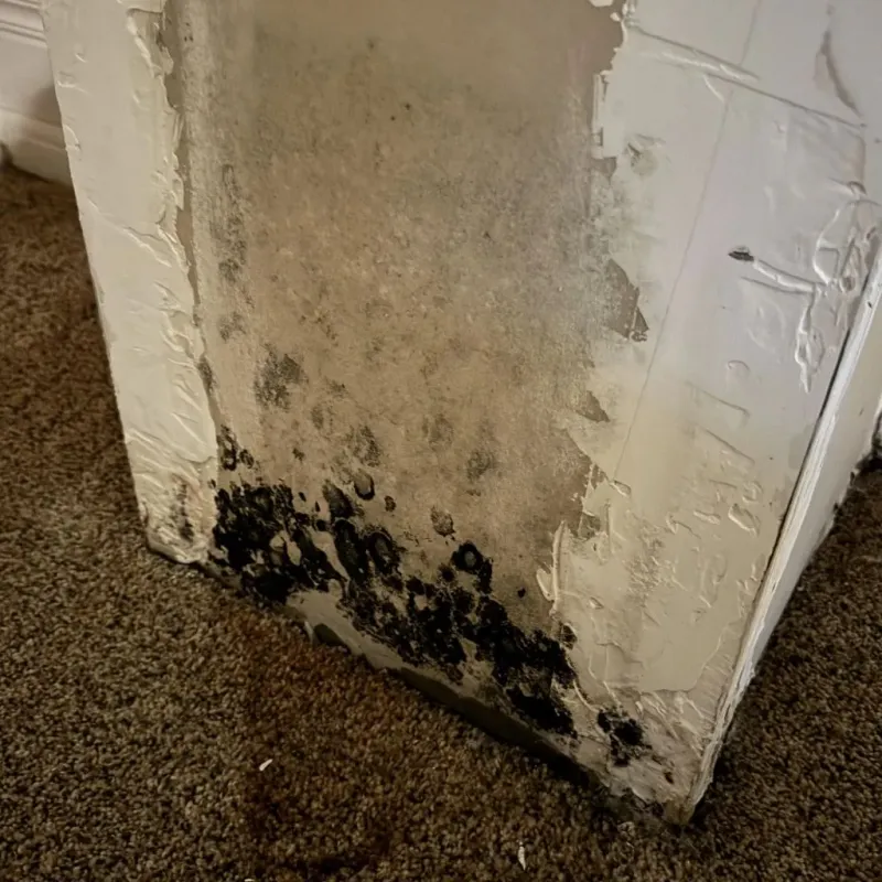 Professional Mold Removal in Manhattan, KS